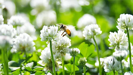 クローバーの花の蜜を集めるミツバチ