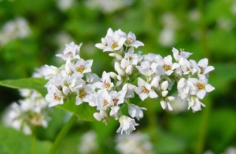 商品カテゴリー ソバはちみつ 北海道産のはちみつなら こぐま印の蜂蜜本舗 株式会社札幌山本養蜂園