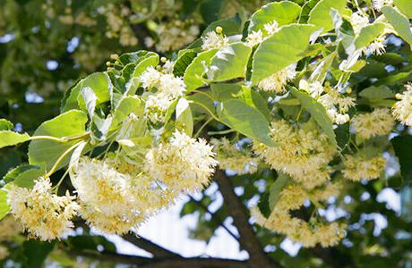 商品カテゴリー シナノキはちみつ 北海道産のはちみつなら こぐま印の蜂蜜本舗 株式会社札幌山本養蜂園